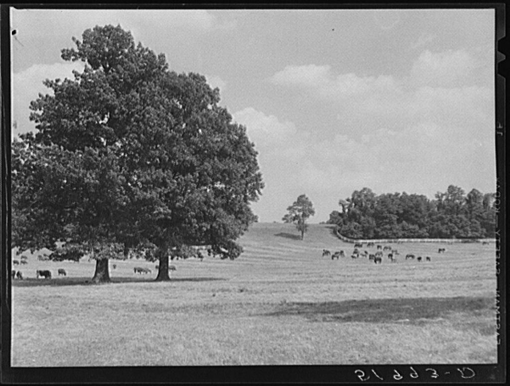 farm6 Stock farm in Lancaster County June 1939.jpg